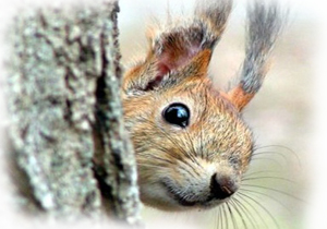 Специалисты «Корис Украина» назвали самые необычные страховые случаи с туристами в 2016 году